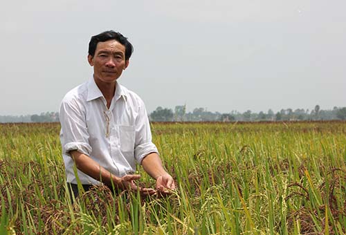 4[-]màu[-]lúa[-]khắc[-]họa[-]hình[-]ảnh[-]Chủ[-]tịch[-]Hồ[-]Chí[-]Minh[-]trên[-]cánh[-]đồng